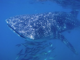 whale shark La Paz Baja Mexico