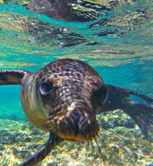 Snorkel La Paz Mexico