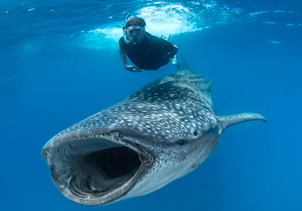 squalo balena  Baja La Paz Mexico